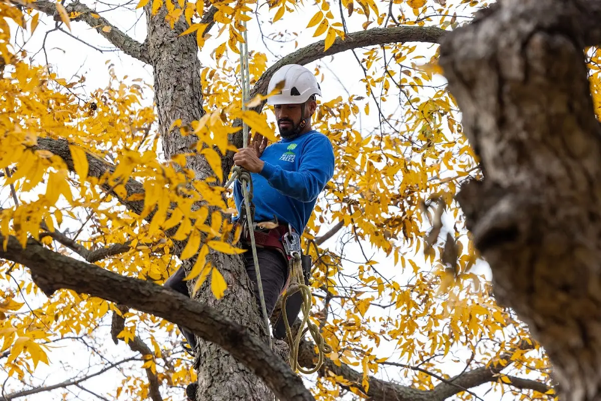 Skilled Tree Trimming crew working in Wiley
